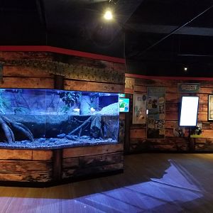 Aq of the Smokies - Curious Creatures - Burmese Python exhibit