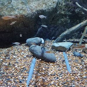 Aq of the Smokies - Curious Creatures - Burmese Python exhibit, glass catfish