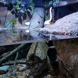 Aq of the Smokies - Curious Creatures - Burmese Python exhibit