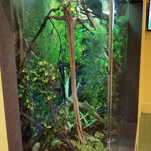 Aq of the Smokies - Curious Creatures - Veiled Chameleon