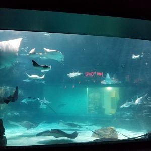 Aq of the Smokies - Rays and bonnetheads