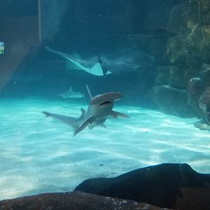 Aq of the Smokies - Rays and bonnetheads