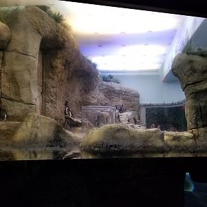 Aq of the Smokies - African Penguins, indoors