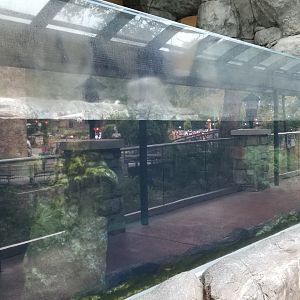 Aq of the Smokies - African penguins, outdoors