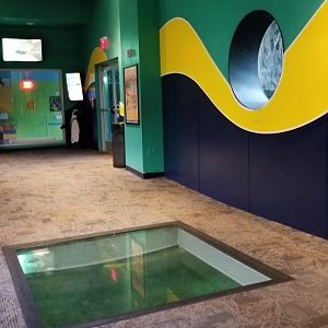 Aq of the Smokies - Penguin viewing windows (they swim under to get outside)