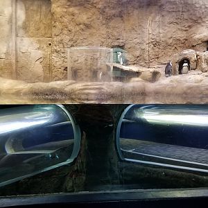 Aq of the Smokies - African Penguins, children tunnels (closed due to covid)