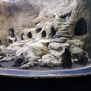 Aq of the Smokies - African Penguins