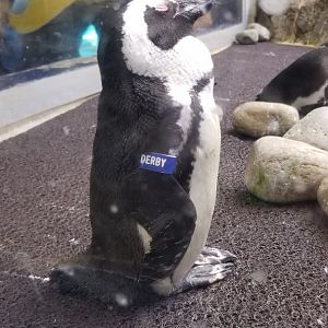 Aq of the Smokies - African Penguin