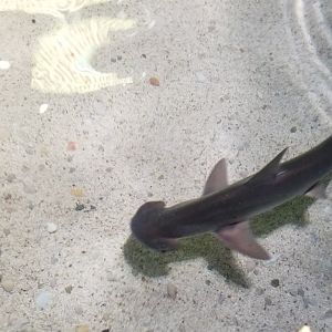 Aq of the Smokies - Bonnethead