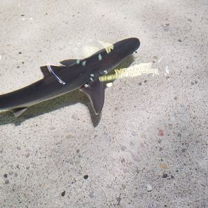 Aq of the Smokies - Shark