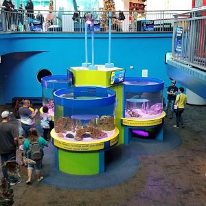 Aq of the Smokies - Discovery Center from above