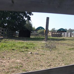 European bison separation exhibit