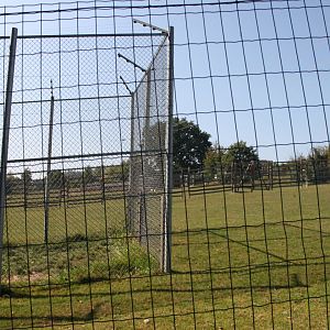 Tiger separation cage inside the deer paddock