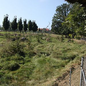 American black bear exhibit