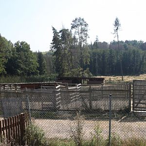 European bison off-show exhibit
