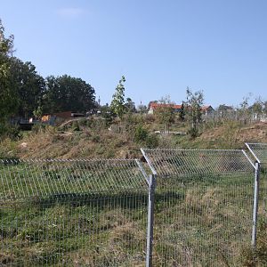 Arctic wolf exhibit - view from the left side