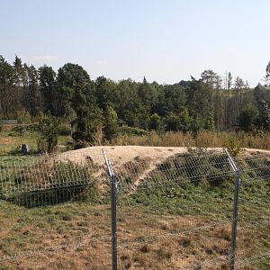 Arctic wolf exhibit - view from the right side