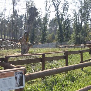 Bactrian camel exhibit