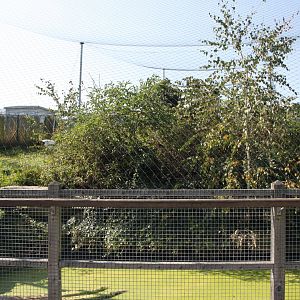 Red-crowned crane exhibit - lower part