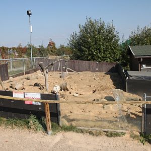 Meerkat exhibit