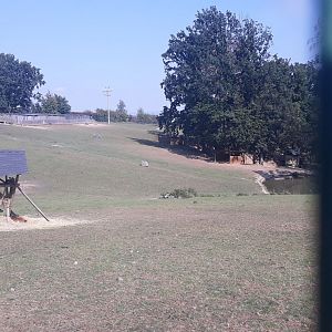 Deer exhibit - alternative view