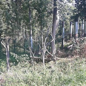 Carpathian lynx exhibit