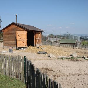 Farm section - Vietnamese pig exhibit