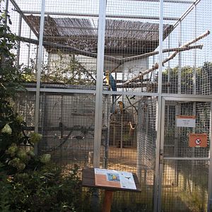 Blue and yellow macaw aviary