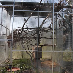 Eurasian jay aviary