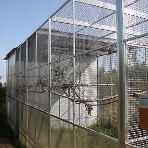 Moluccan cockatoo aviary