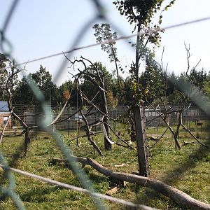 Crab-eating macaque - main exhibit