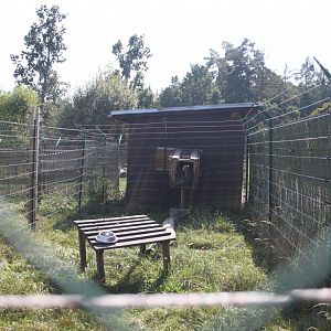 Crab-eating macaque - separation exhibit
