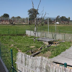 Patagonian mara exhibit