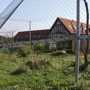 Red-crowned crane exhibit - upper part