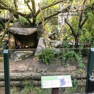 Red pandas in the old Giant panda exhibit.