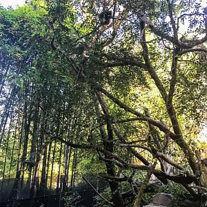 Red panda enjoying the view from high in the tree in the old Giant panda exhibit.