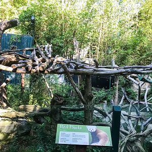 Red pandas in the old Giant panda exhibit.