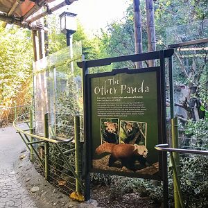 Red panda exhibit with plexiglass surround.