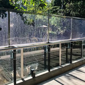Red panda exhibit with plexiglass surround.