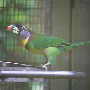 Psilopogon pyrolophus / Fire-tufted Barbet (Old photo, 2018)