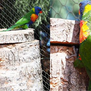 Rainbow lorikeets (Trichoglossus moluccanus) on nesting block, 2020-09-02