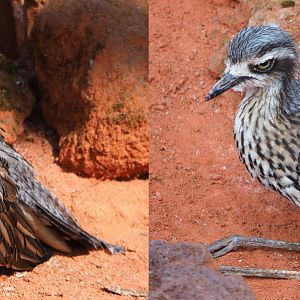 Bush thick-knee (Burhinus grallarius), 2020-09-02