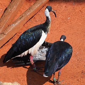 Straw-necked ibises (Threskiornis spinicollis), 2020-09-02
