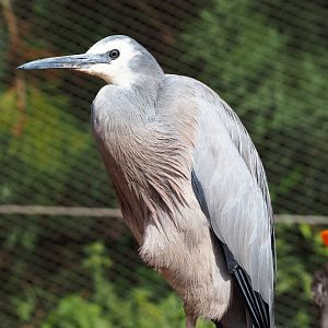 White-faced Heron (Egretta novaehollandiae), 2020-09-02