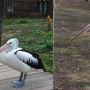 Australian pelicans (Pelecanus conspicillatus), 2020-09-02
