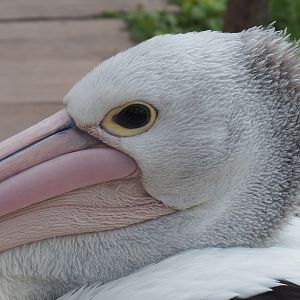 Australian pelican (Pelecanus conspicillatus), 2020-09-02