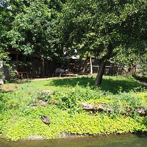 First Double-wattled cassowary exhibit, 2020-09-02