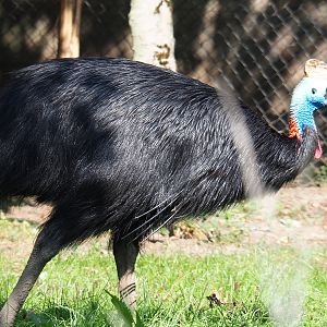 Double-wattled cassowary (Casuarius casuarius), 2020-09-02
