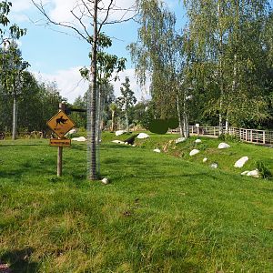 Australian area - Red and Eastern gray kangaroo walk-through area, 2020-09-02