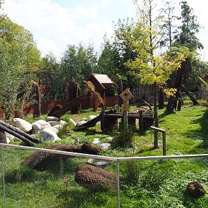 Tasmanian devil exhibit, 2020-09-02